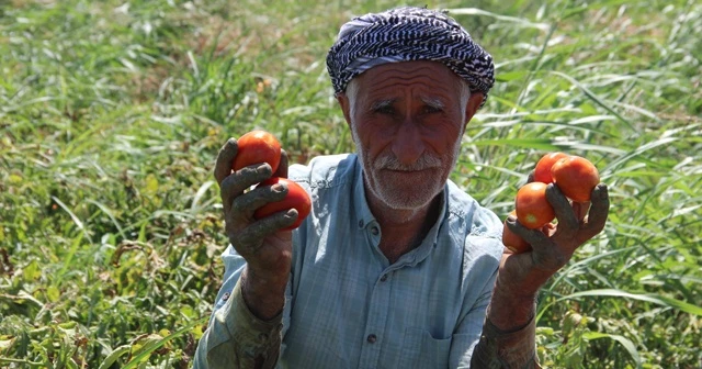 Domateste üretim çok rekolte düşük