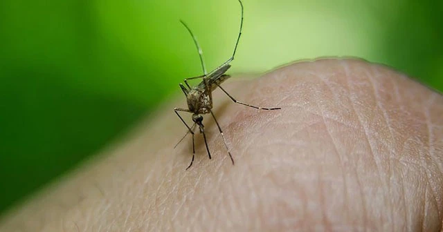 Filipinler ve Bangladeş'te dang humması alarmı