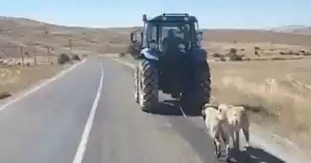 İki köpeği traktör arkasına bağlayarak sürükledi