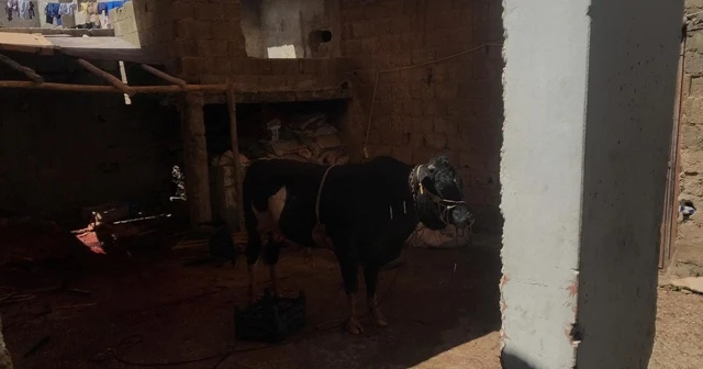 İpini koparan kurbanlık dana yanına kimseyi yaklaştırmadı