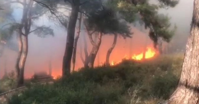 İzmir’in Konak ilçesinde korkutan orman yangını