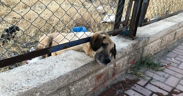 Kafası sıkışan köpeği itfaiye kurtardı