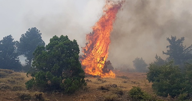 Kahramanmaraş’ta orman yangını