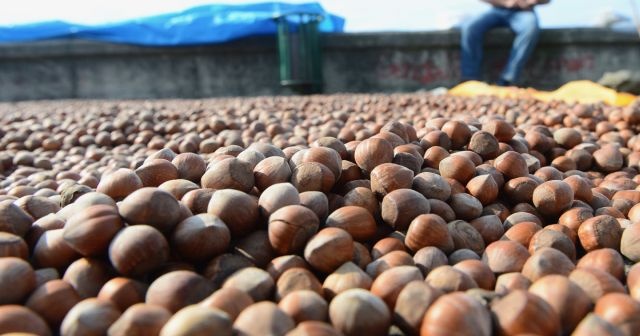 Karadenizli fındık üreticileri 'kurutma' mesaisinde