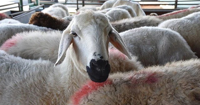 Kasaplardan 'kurbanlık' için öneriler