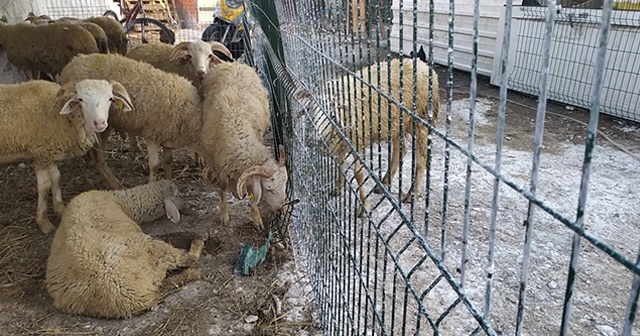 Kurban Bayramı öncesi panik! 20 mahalle karantina altında