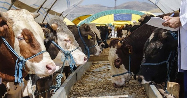 Kurban Bayramı öncesi &#039;zoonotik hastalık&#039; uyarısı