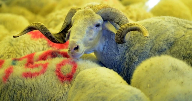 Kurban satışları yüzleri güldürdü