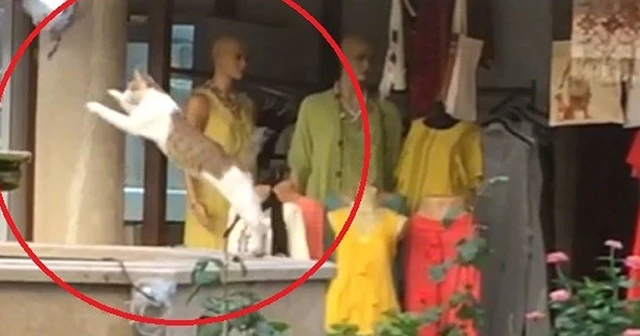 Kuşu yakalamaya çalışan kedi havuza böyle düştü