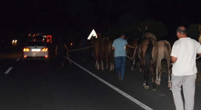 Malatya'da yola fırlayan yarış tayları telef oldu