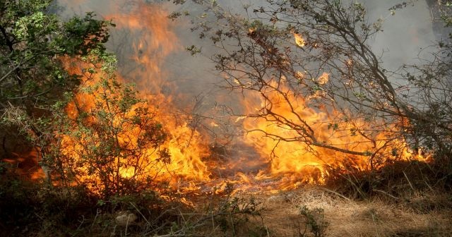 Muğla’da yanan ormanların yerine yeni fidanlar dikilecek