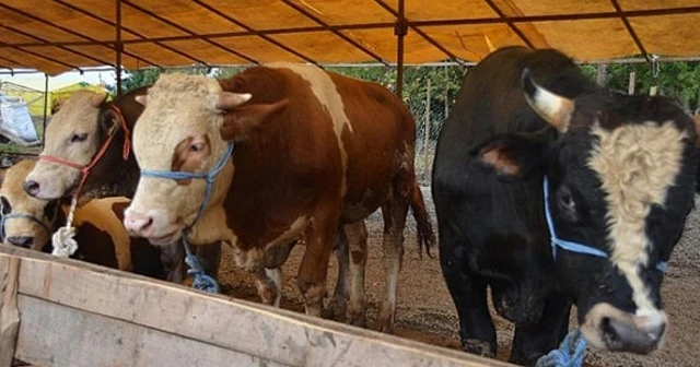 Müjdeli haber geldi! Elde kalan kurbanlıkların hepsi satın alınacak