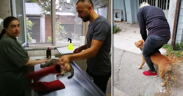 O köpeğin sahibine 7 bin lira ceza kesildi