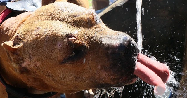 Pitbull besleyene para cezası!