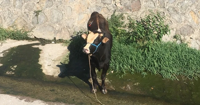 Sahibinin elinden kaçan kurbanlık derede mahsur kaldı