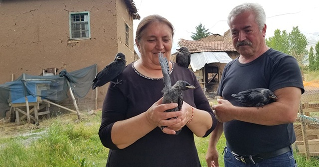 Sahiplendiği kargalara çocuklarının adını verdi