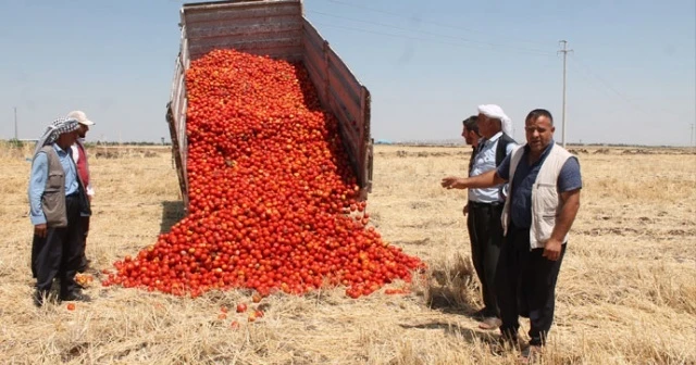 Satamadığı tonlarca domatesi tarlaya döktü!