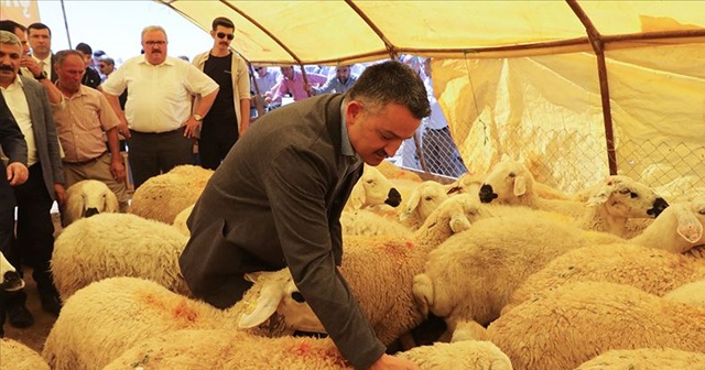 Tarım ve Orman Bakanı Pakdemirli: Kurban pazarlarında her türlü tedbiri aldık