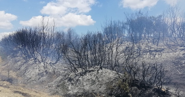 Tekirdağ&#039;da orman yangını