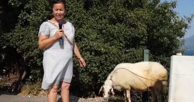 Temizlik işçileri çöp toplarken koyun buldu