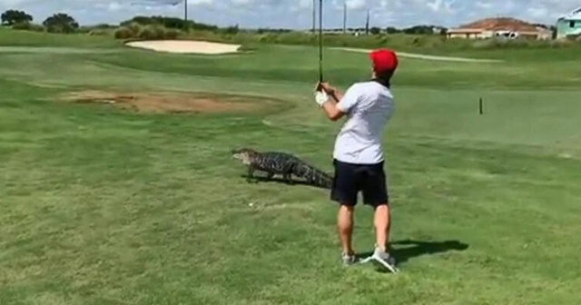 Timsaha rağmen golf oynamaya devam etti