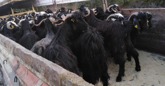 Tokat’ta kurbanlık sevkıyatları devam ediyor