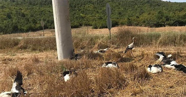 Vatandaşlar görüp haber verdi! Nedeni araştırılıyor