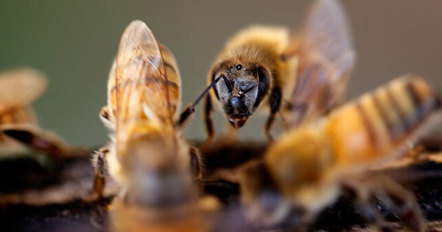 Yasaklı ilaç faciası! 300 bin arı kolonisi telef oldu