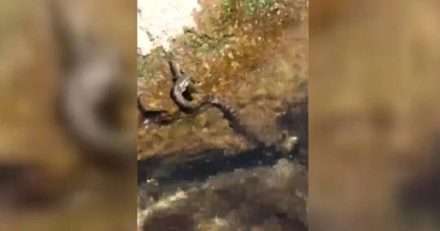 Yılana av olan alabalığın mücadelesi görüntülendi