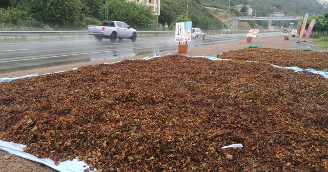 Yol kenarları fındık harmanı oldu