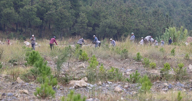 20 bin fıstık ve akasya maden sahasına dikildi