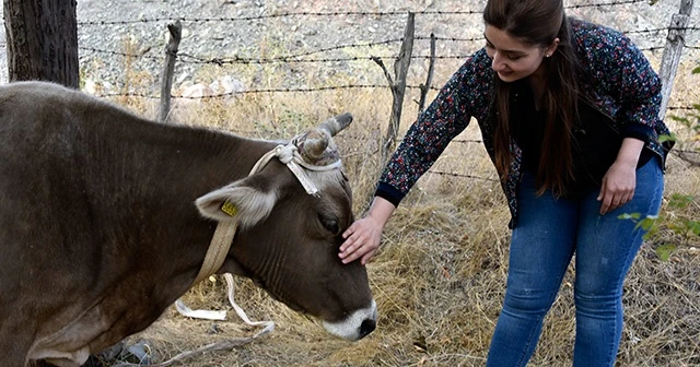 Bayburt’tan kaçan inek Gümüşhane’de bulundu