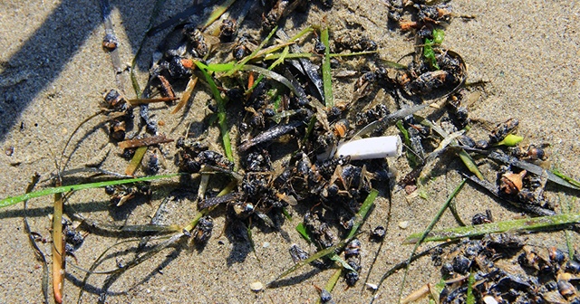 Muğla&#039;da binlerce bal arısı telef olarak sahile vurdu