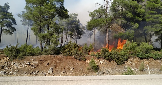 Bursa&#039;da orman yangını...Çam ağaçları yanıyor