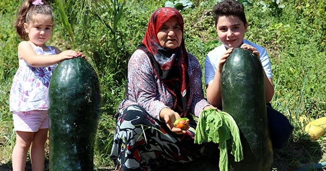 Çin salatalığından sonra Çin domatesi ve marulu da çıktı