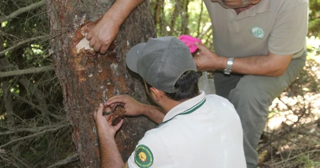 Doğu Karadeniz’i istila eden böceğe karşı biyolojik mücadele başladı