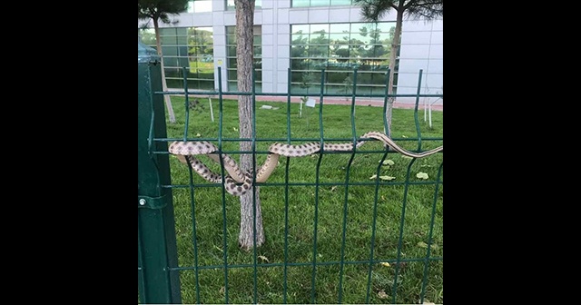 Hastane bahçesindeki yılan korkuttu