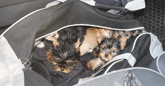 Kapıkule'de yolcunun çantasından 11 köpek yavrusu çıktı