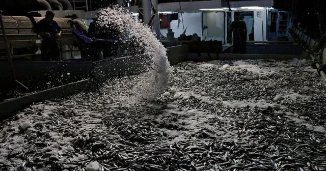 Karadeniz'de 'istavrit' bereketi