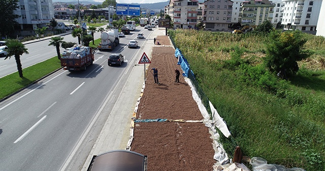 Karadeniz Sahil Yolu fındık harmanı oldu