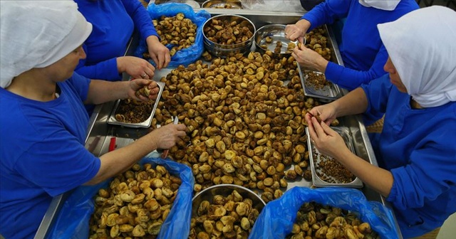 Kuru incir üretimi rekora koşuyor