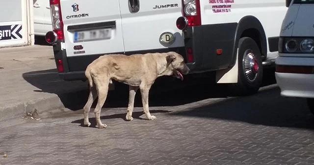 Öldü sanılan köpek hayata döndürüldü