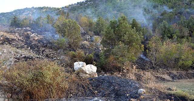 Sigara izmariti 5 dönümlük ormanı kül etti