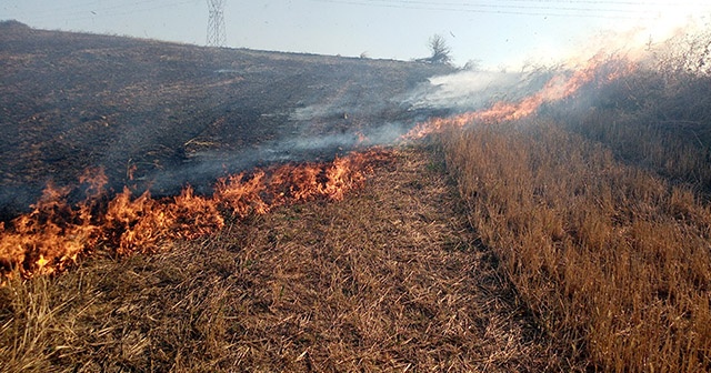 Tekirdağ’da orman yangını