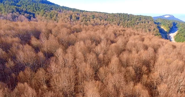 Tırtıllar ormanı böyle kuruttu! Kimse &#039;dur&#039; diyemiyor