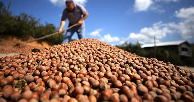 Türkiye en fazla fındığı Almanya'ya sattı