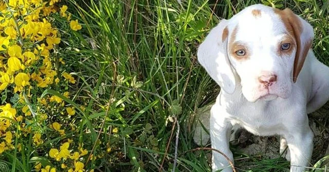 Yavru köpeği 5 ayda ikinci kez çaldılar