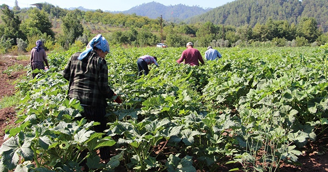 Yöneticiliği bırakıp çiftçi oldu, &quot;Huzuru tarımda buldum&quot; dedi