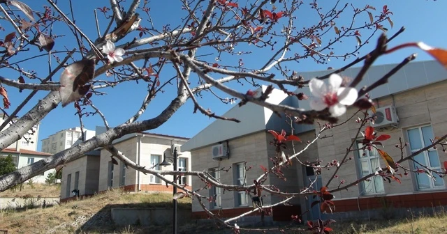Yozgat’ta mevsimini şaşıran erik ağacı çiçek açtı