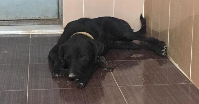 'Dünya Hayvanları Koruma Günü'nde köpeği silahla vurdular